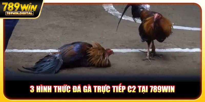 3 Hình thức đá gà trực tiếp C2 tại 789WIN