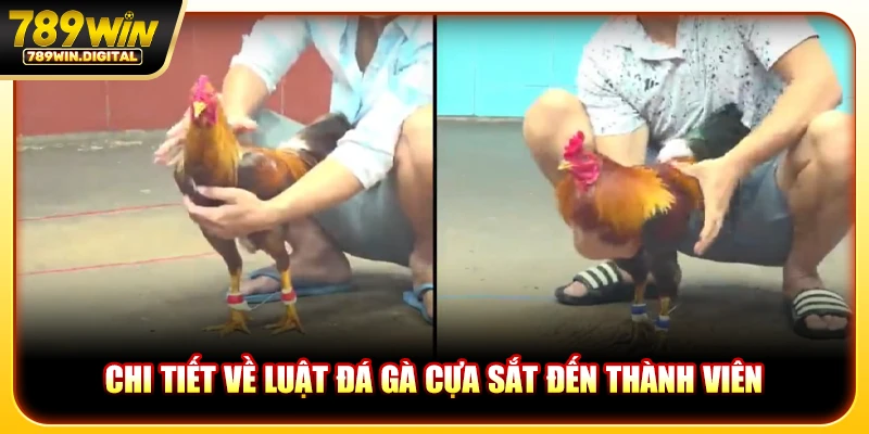 Chi tiết về luật đá gà cựa sắt đến thành viên