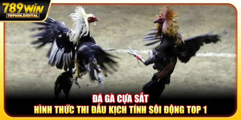 Đá gà cựa sắt - Hình thức thi đấu kịch tính sôi động top 1