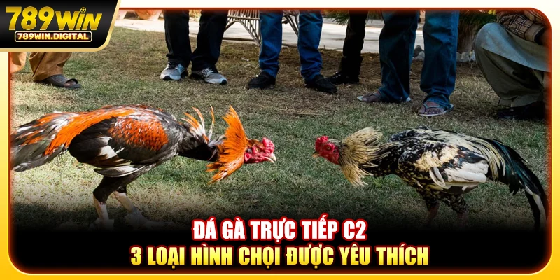 Đá gà trực tiếp c2 - 3 loại hình chọi được yêu thích nhất