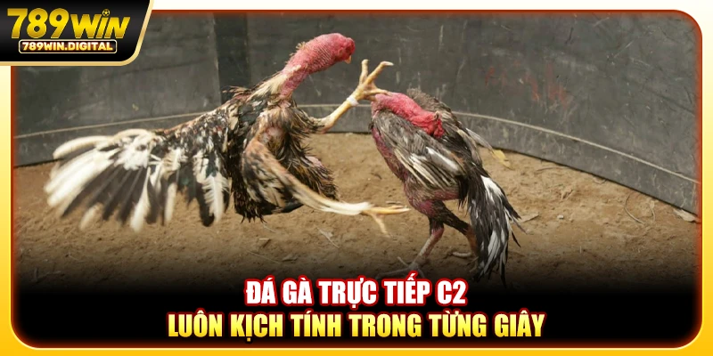 Đá gà trực tiếp C2 luôn kịch tính trong từng giây