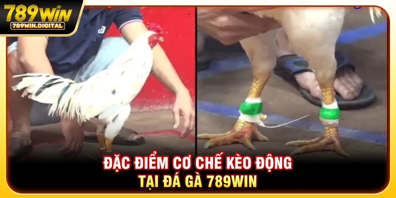 Đặc điểm cơ chế kèo động tại đá gà 789WIN