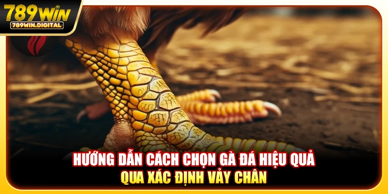 Hướng dẫn cách chọn gà đá hiệu quả qua xác định vảy chân